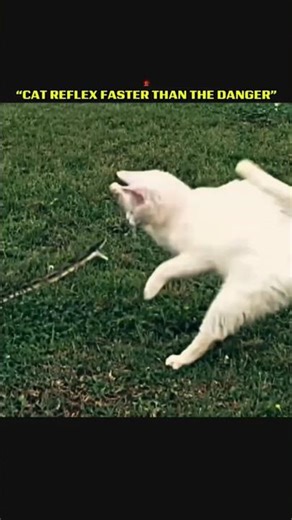 "OTHERS REACT.CAT REFLEX” #CatReflex#FastReaction#AnimalInstincts#ViralPets#EpicMoments