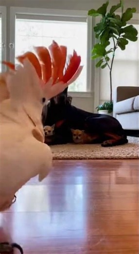 Energetic White Parrot Makes a Vibrant Entrance