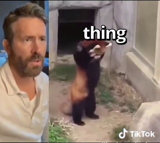 Red Panda Tries to Scare Rock: Adorable Battle Stance