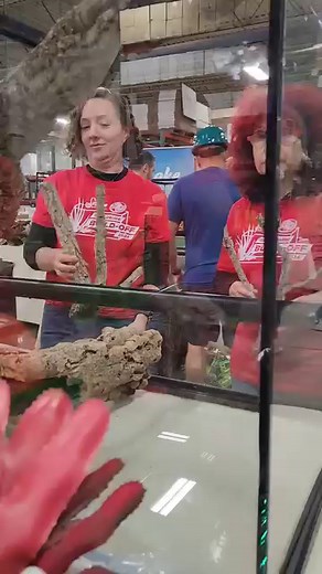 4.2K views · 161 reactions | Our sales team was challenged to make the best designed #terrarium in a @snake.discovery build off. First they competed in a series of #survivor games to win an advantage, and then they put their skills to the test in transforming their identical terrariums into unique scapes. You have til tomorrow night to vote, so check out their YouTube!! | Zoo Med Laboratories, Inc. | Facebook