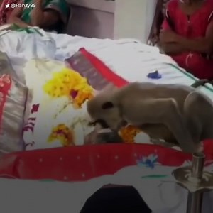A monkey climbed over his master's body in the middle of the funeral, tried to move him to wake him up, but realized it would be the last time they would be together… He surprised everyone with a beautiful gesture. Subscribe for more http://bit.ly/yt-thekiwi | The Kiwi