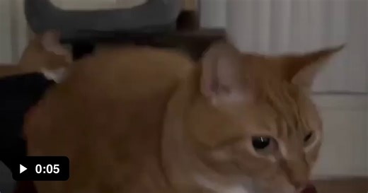 To My Fellow Retard 9gaggers, Thank You For 365 Days Of Being On This God Forsaken App, Cheers Your Family And Loved Ones. Happy New Year You Magnificent Bastards And B*tches. F**k You All And I'll See You All Next Year - Video