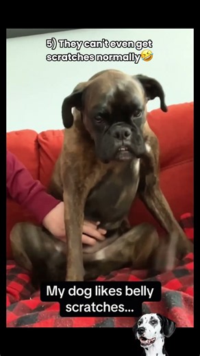 Funniest Boxer Dog Clips of the Week 🤣 #funnydogs #boxer #dogs