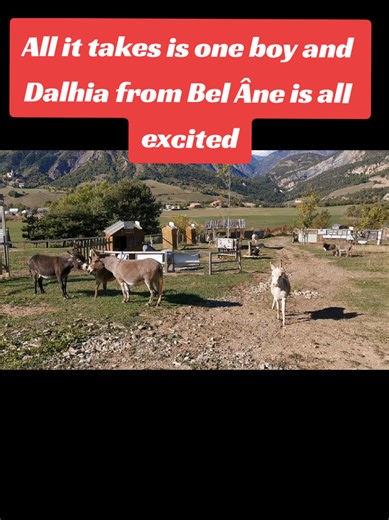 All it takes is one boy and Dalhia from Bel Âne is all excited #donkey #mare #mountain #ranch
