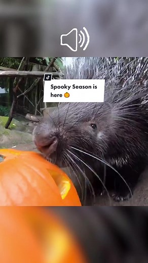 Animals from the Oregon Zoo snack on pumpkins the first day in October #halloweendecor #halloweennight #halloweencostumes #halloweentreats