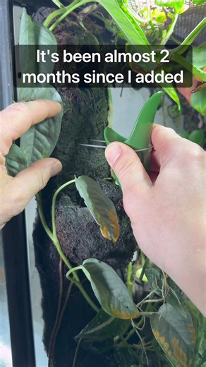 Understanding Frog Biology: A Timely Exploration