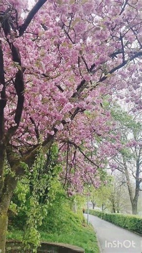 Beautiful cherry blossoms