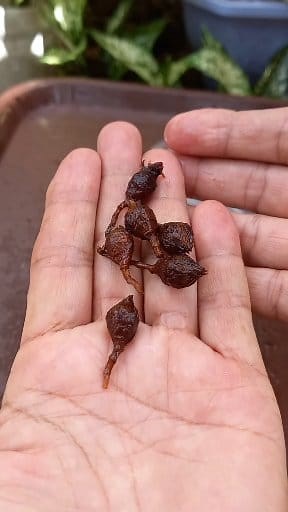 Alocasia Dragon's Scale corm in vacuum method propagation using pebbles🌱☘️ #plantita #alocasia #garden #plants #highlight #everyone | France Colinares