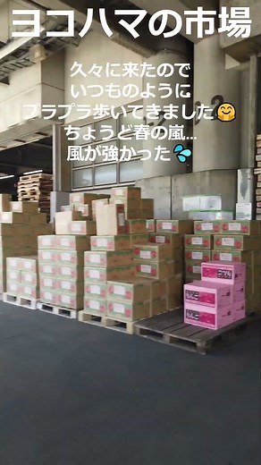 【市場さんぽ】横浜市中央卸売市場