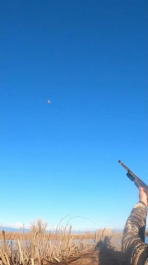 Two beautiful shots with the ShotKam footage ! #duckhunting #hunting #duck ‪@bossshotshells‬