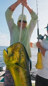 1.1M views · 16K reactions | Giant mahi gaff time! #fishing | Landshark Outdoors | Facebook