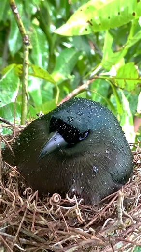 5.2K views · 82 reactions | Lonely Mother Bird Clean All Ant Treepie Never Sleep in the Rain Because Need Chick Safe | Forest Life | Facebook