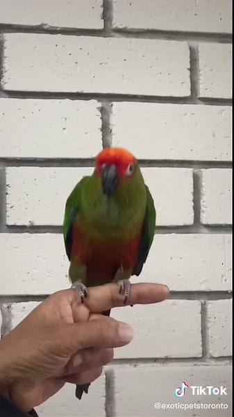#smallbusinesscheck #parrotsoftiktok #toronto #fyp