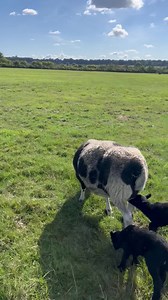 88K views · 8.6K reactions | Jacob with her lambs Queen & Elizabeth enjoying a sunny Saturday #twinlambs #elizabethqueen #lambs | Caenhill Countryside Centre | Facebook