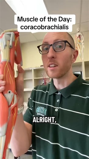 Professor Klein Anatomy | Muscle of the Day: Coracobrachialis #anatomy #muscles #shoulder #arm #physio | Instagram