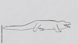 A drawn adult alligator with jaws walks forward on a paper background. Animation of a walking crocodile, caiman on a notebook background.