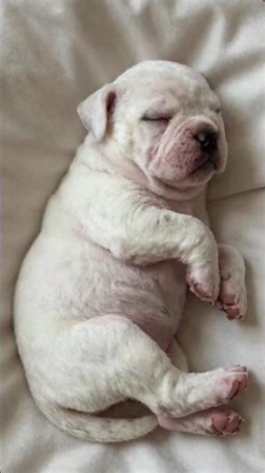 American Bulldog: From White Puppy to Heavy Powerhouse ⚡🐾