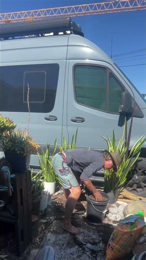 Caring for a plant is similar to your healing, but not how everyone is talking…