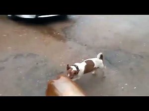 【閲覧注意】犬がボトルで遊んでいたら突然破裂し気絶