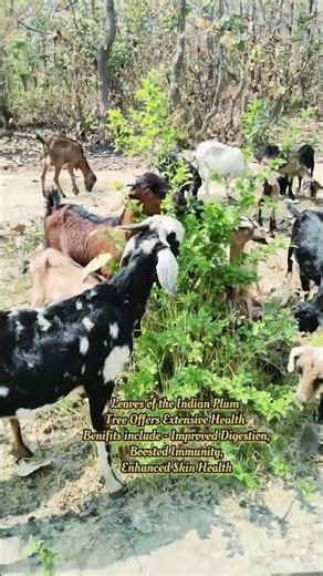 Indian Plum leaf Helps Strengthen Bones of Goats|Leaves of Indian Plum Best Green leaf For Goats🌿