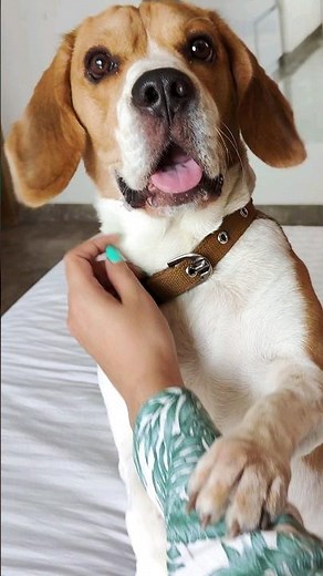 Beagle or Basset Hound: Which one's Better? #beagle #beagles #bassethound #beaglepuppy