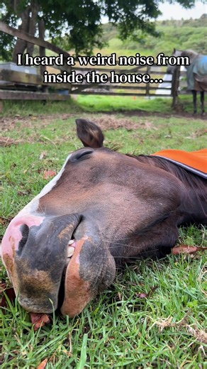 Kingi the Young Horse Loves Napping