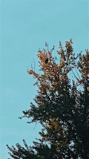 nikki sam (@nicole59sam)’s videos with lovely - moiseslyricsss