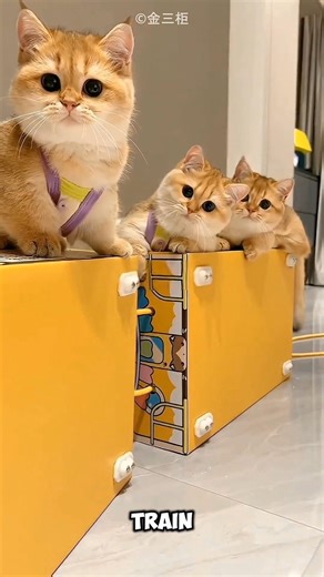 Cat Got a Mini Train Surprise 😱😨