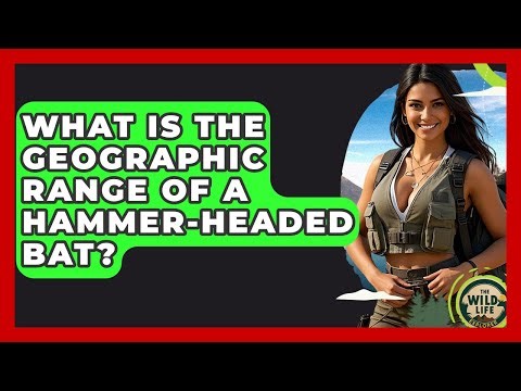 What Is The Geographic Range Of A Hammer-headed Bat? - The Wild Life Explorer