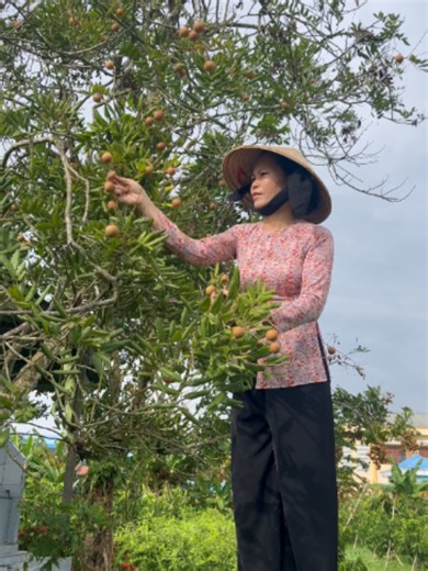 Cách làm mâm cơm với nhãn ruột tím Long Nhãn