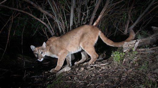 Mountain lion encounters rare in Nevada. What to do if it happens