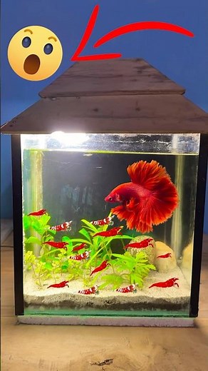 Mini Shrimp Tank SETUP #aquarium #livefish #animal #fishtank #aquariumpets