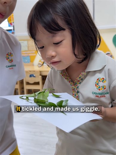 Discovering a Caterpillar's Life Cycle in the Classroom