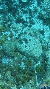 Bro is just waisting my time🥲😑 #lobster #fishing #spearfishing #sea #UnderwaterAdventure #highlight #fypviral #fypシ゚viralシ | fishing Adventure TV