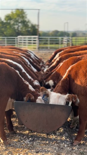 Gettin those whites white for sale day 🫧 | Jensen Bros. Herefords