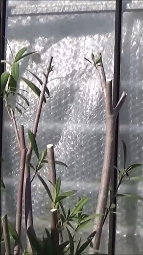 Conseil jardinage: Laurier rose en pot: Taille de rajeunissement recépage #shortsyoutube