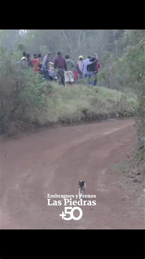 Volando en el Rally #catlover #snickers #catdriving #drivingcat #catinstagram