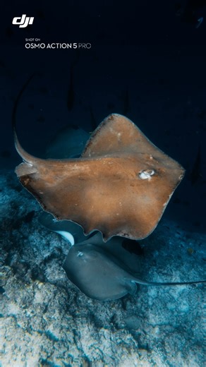 Underwater shots, but make it cinematic. 🎨🐠 Shot on #OsmoAction5Pro, played with white balance, curves, and a little complementary colour magic. So… which look would you dive into? 🌊👇 🎥: https://brnw.ch/21wXj2M #DJIAction5Pro #DJI #ColorGrading #UnderwaterVibes #CinematicLook #ActionCam #EditMagic | DJI