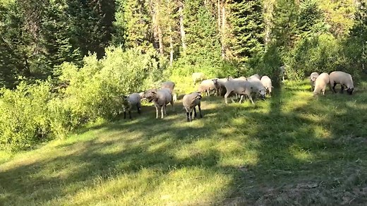 The last of the Basque Sheepmen in Idaho. | CBS 2 Boise