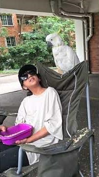 Bugsy the Bugle bird training apprentice birb wrangler