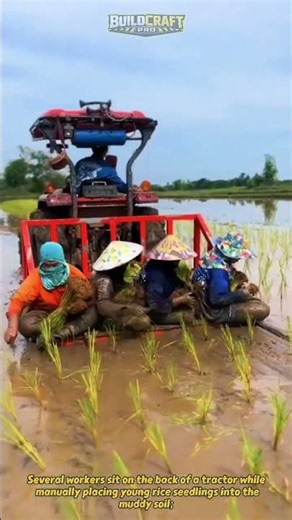 Rice Planting Machine in Action #Farming #Agriculture #Shorts