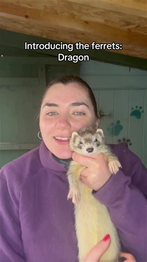 Introducing the ferrets: Dragon. Dragon is a three year old half angora silver hob from our Middle Earth Creatures Litter 💚 #ferretsoftiktok #ferretvideos #ferret #ferretlife #ferrets