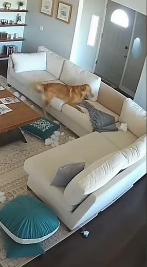 😂🐶🛋️ Dog Makes a Mess… Then Plays De*d When Owner Arrives! #cctv #CaughtOnCamera #funnydogs