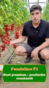 🍅 Uită-te la acest hibrid de tomate – Pendolino F1