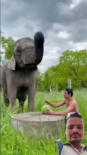 Elephant crushing watermelon #elephant #zoo #animals #cute