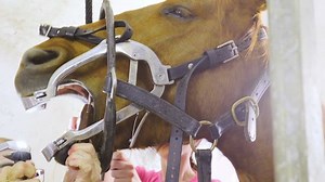Horse Teeth Removing Hammer Dental Chisel Stock Footage Video (100% Royalty-free) 1021295146 | Shutterstock