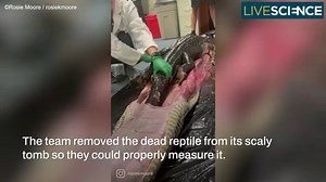 Python Swallows Alligator Whole