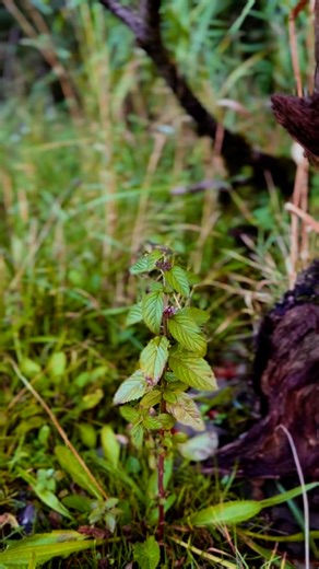 14K views · 1.6K reactions | Sybbie  The Foraging Princess  explores Corn Mint, a fragrant, lemony member of the wild mints!  Mentha arvensis, Corn Mint   Sybbie’s beautiful dress from @childrensalon #nature #foraging #naturelovers #naturelearning #forage #foraged #mint #wildmint | The Grizzly Forager | Facebook