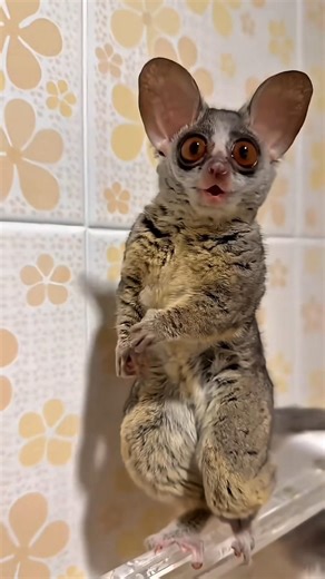 Unseen Baby Animals 😨 #shorts #animals