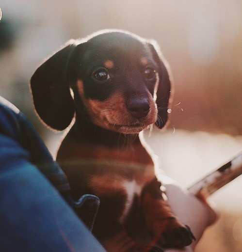 Treat Intervertebral Disc Disease in Dogs Using Acupuncture